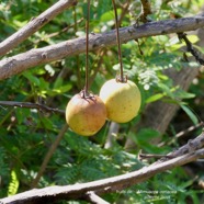 Mimusops coriacea.pomme jacot.sapotaceae.espèce cultivée.endémique Madagascare Comores. (1).jpeg